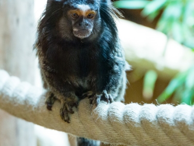 Zwartoorpenseelaap - De Zonnegloed - Dierenpark - Dieren opvangcentrum - Sanctuary